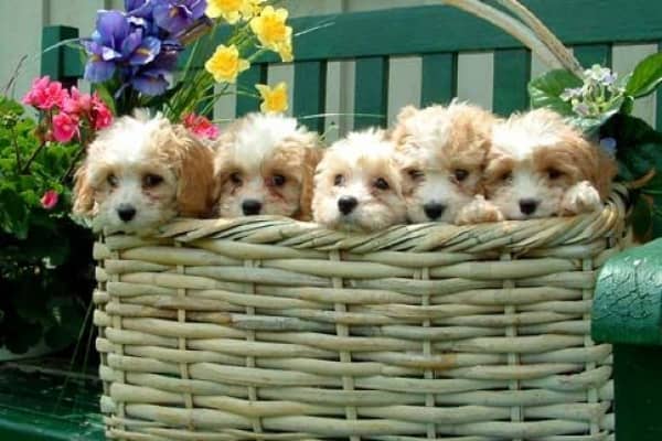 mini cavachon puppies for sale