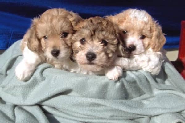 cavachon for rehoming